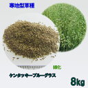 種子 ケンタッキーブルーグラス 8kg