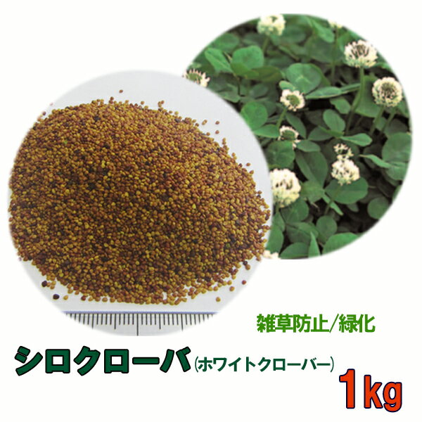 種子 シロクローバ 1kg