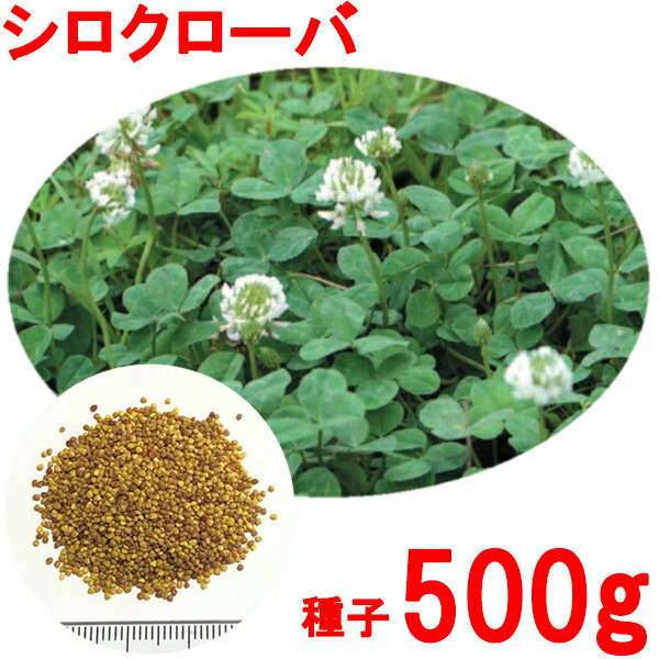 種子 シロクローバ 500g