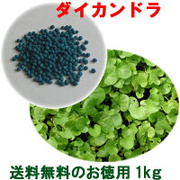 種子ダイカンドラコート100g6〜10平米分