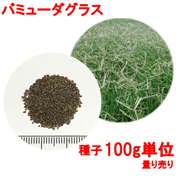 種子バミューダグラス100g