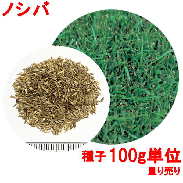 種子 ノシバ 100g