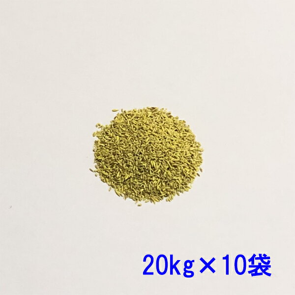 コート種子 クリーピングベントグラス シャーク 20kg×10袋