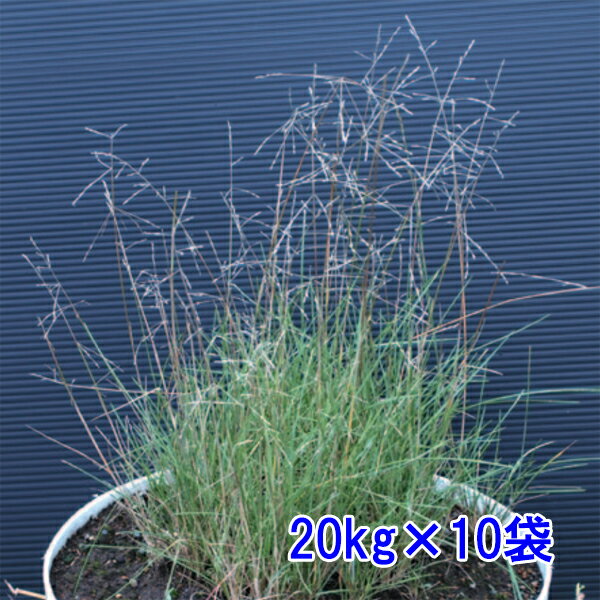 ■種子 　寒地型の草種で草丈は20～40cm、葉幅は2～4cmと細く 　フェスク類に準じています。 ■特性 　塩性土壌またはアルカリ性土壌で 　他草種では緑化が困難な場所に利用できます。 　日陰地や酸性～中性土壌では生長が不活発となることがあるため 　利用時は他の寒地型芝草との混播がおすすめです。 　芝生利用も可能です。 ■使用量 　8～15g/平米程度が標準的播種量 　200kgで13330～25000平米程度の播種が可能 こちらの商品は申し訳ありませんが ■沖縄・離島への発送 ■お届け時間帯指定 上記二点について対応しておりません。 該当地域宛のご注文はキャンセルさせていただきます。 お届け時間帯指定はなしでの発送となります。 あらかじめご了承ください。 　 ＊＊＊領収書について＊＊＊ メーカー直送の為、領収書を同梱できません。 領収書をご希望のお客様には別途郵送いたしますので ご注文時の備考欄に領収書希望の旨と宛名を ご記入ください。 　 　