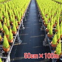 防草シート ルンルンシート 黒×黒 50cm×100m 小泉製麻【個人宅・現場発送不可】