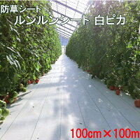 ルンルンシート白ピカ100cm×100m
