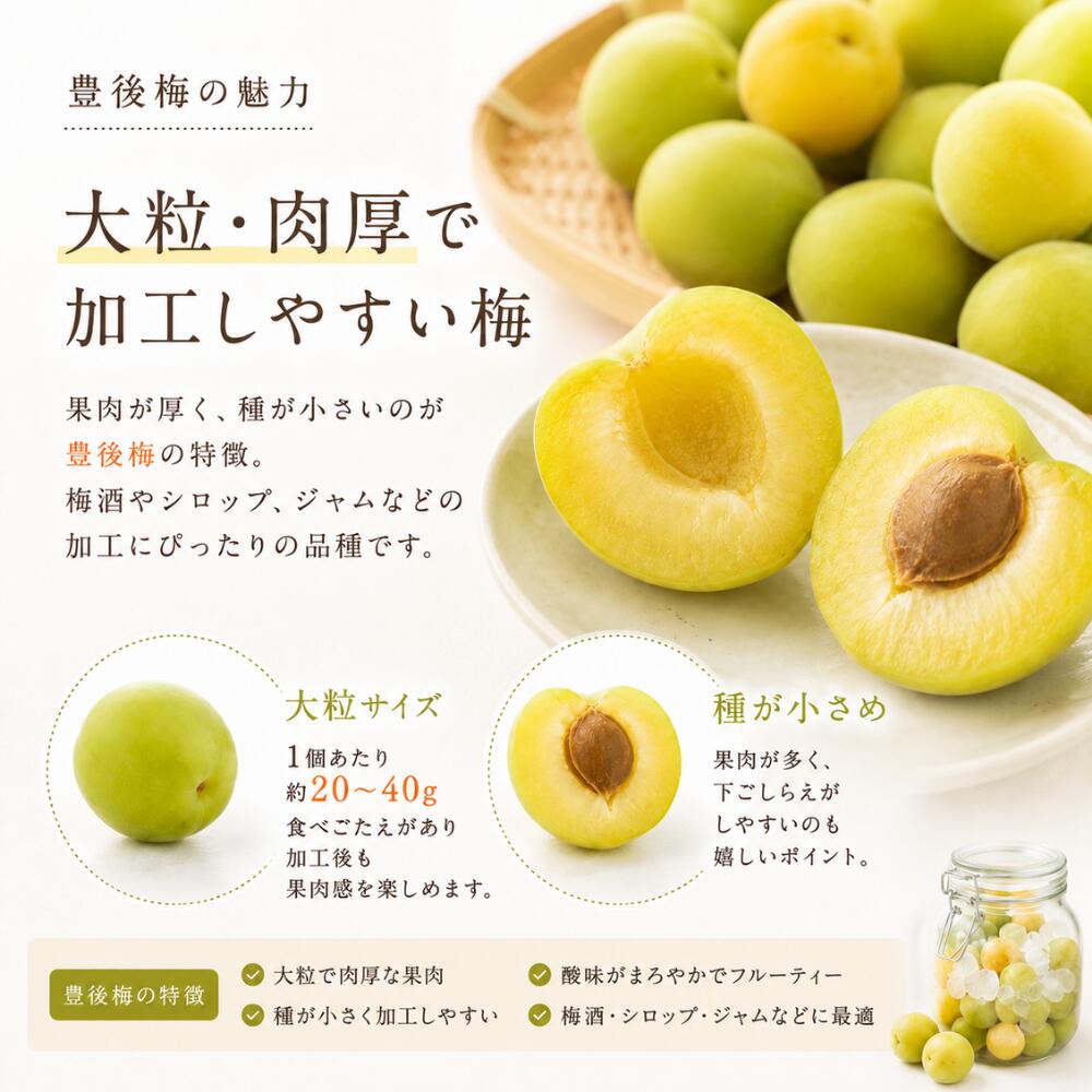 予約 長野県産 豊後梅 2kg 4kg 8kg 家庭用 ぶんごうめ ジャム シロップ 梅酒 2026 ...
