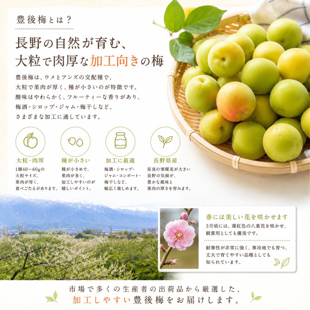 予約 長野県産 豊後梅 2kg 4kg 8kg 家庭用 ぶんごうめ ジャム シロップ 梅酒 2026 ...