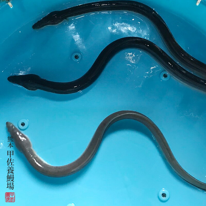 錦鯉観賞魚水槽飼育OK変わり鯉16cm錦鯉のカネヒコ産雄雌不明令和4年生まれ