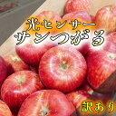 9月発送 \光センサー選果/ 3kg 5kg 10kg サンツガル サンつがる つがる ふじ サン ふじ 津軽 送料無料 訳あり りんご 青森 青森県産 家庭用...