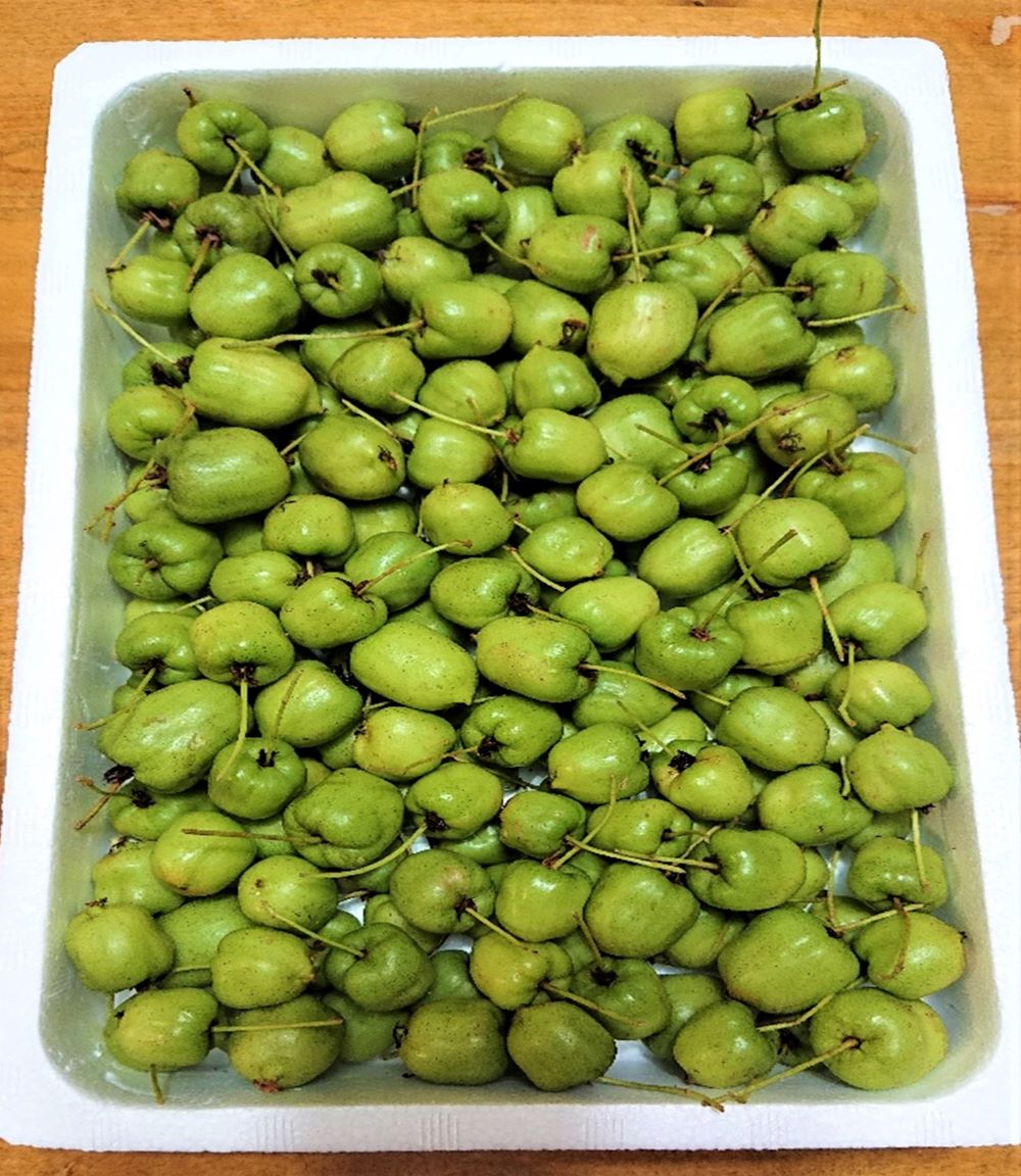 【令和7年度産 先行予約】岩手県軽米町産（国産）さるなし生果実　約1kg( サイズ込み )【9月上～中旬発送予定】【限定】【実のり 畑中果樹園】