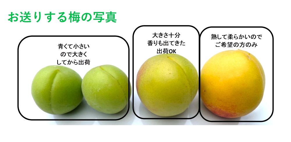 岩手県軽米町産　豊後梅3kg［予約］[7月中旬頃から発送開始][数量限定]【(株)軽米...