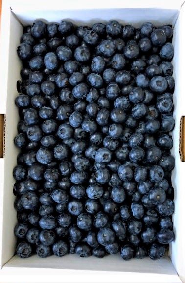 【期間限定！】青森県産 生ブルーベリー1kg【産地直送】【みらくる本舗】のサムネイル