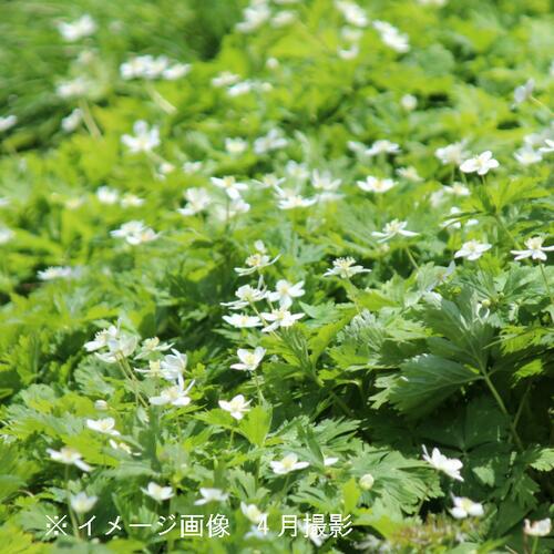 ニリンソウ　9cmポット苗2ポットセット【やま菜】