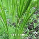 ニオイショウブ (匂い菖蒲) 10.5cmポット苗2ポットセット【やま菜】