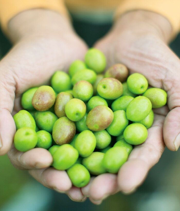 ����󥸥� ����󥸥󥰥����� �����륯��󥸥� �ᥤ����Ȥ� ������Ȥ� �᡼����Ȥ� �͵� �������� ������ �����󥱥� ���뤪�� �ݼ� ���꡼�� ��ʪ�� �ѥ�٥�ե꡼ �ӥ塼�ƥ��������� Ao no Diamond Beauty ����� ��Υ�����