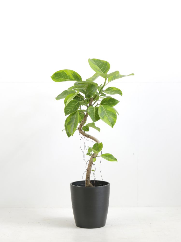 楽天市場】フィカス アルテシマ（サイズ（植木鉢）4 ～ 6号）の通販