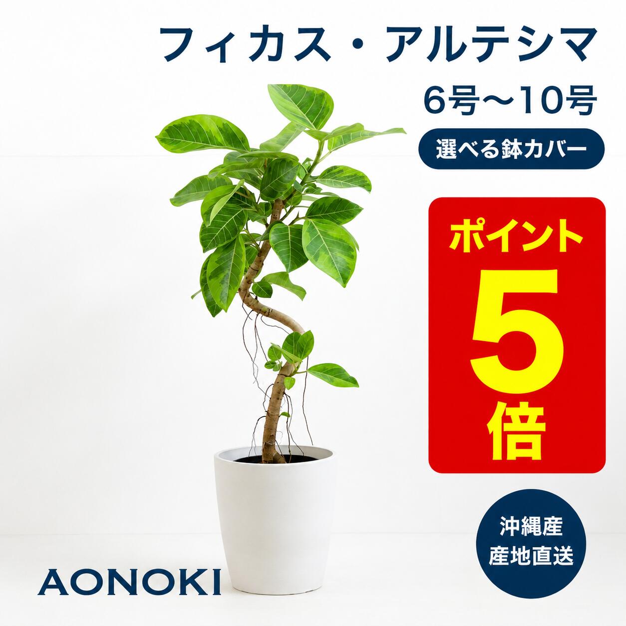 楽天市場】フィカス アルテシマ（花・観葉植物｜花・ガーデン・DIY）の通販