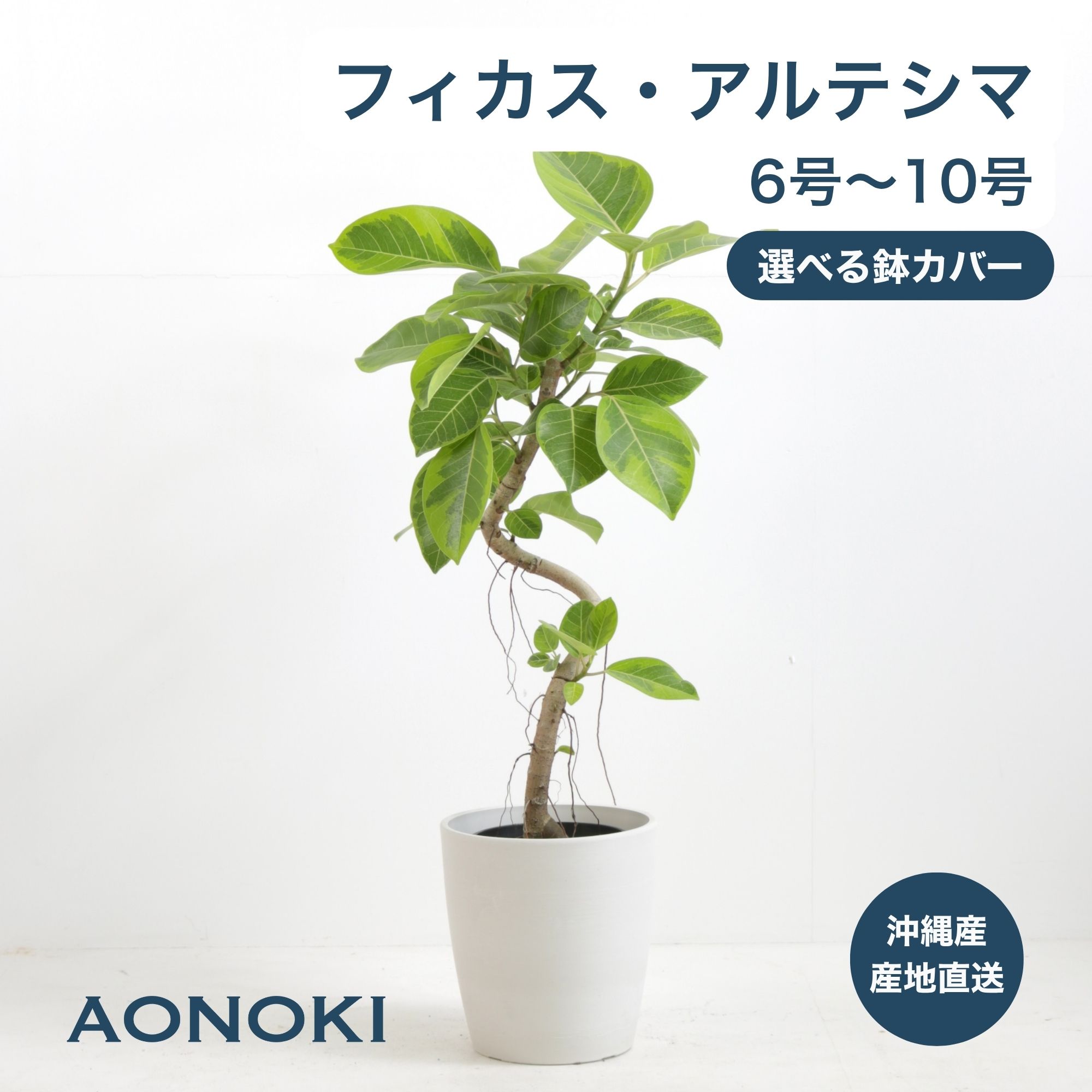 ◼️フィカスアルテシマ◼️6号陶器鉢付き　曲がり仕立て フィカス アルテシーマ 6号 曲がり 【白プラスチック鉢】 | 京橋植物園