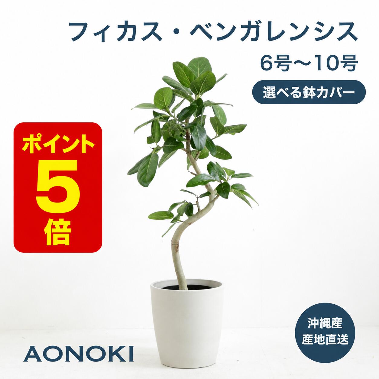 楽天市場】フィカス ベンガレンシス 大型の通販