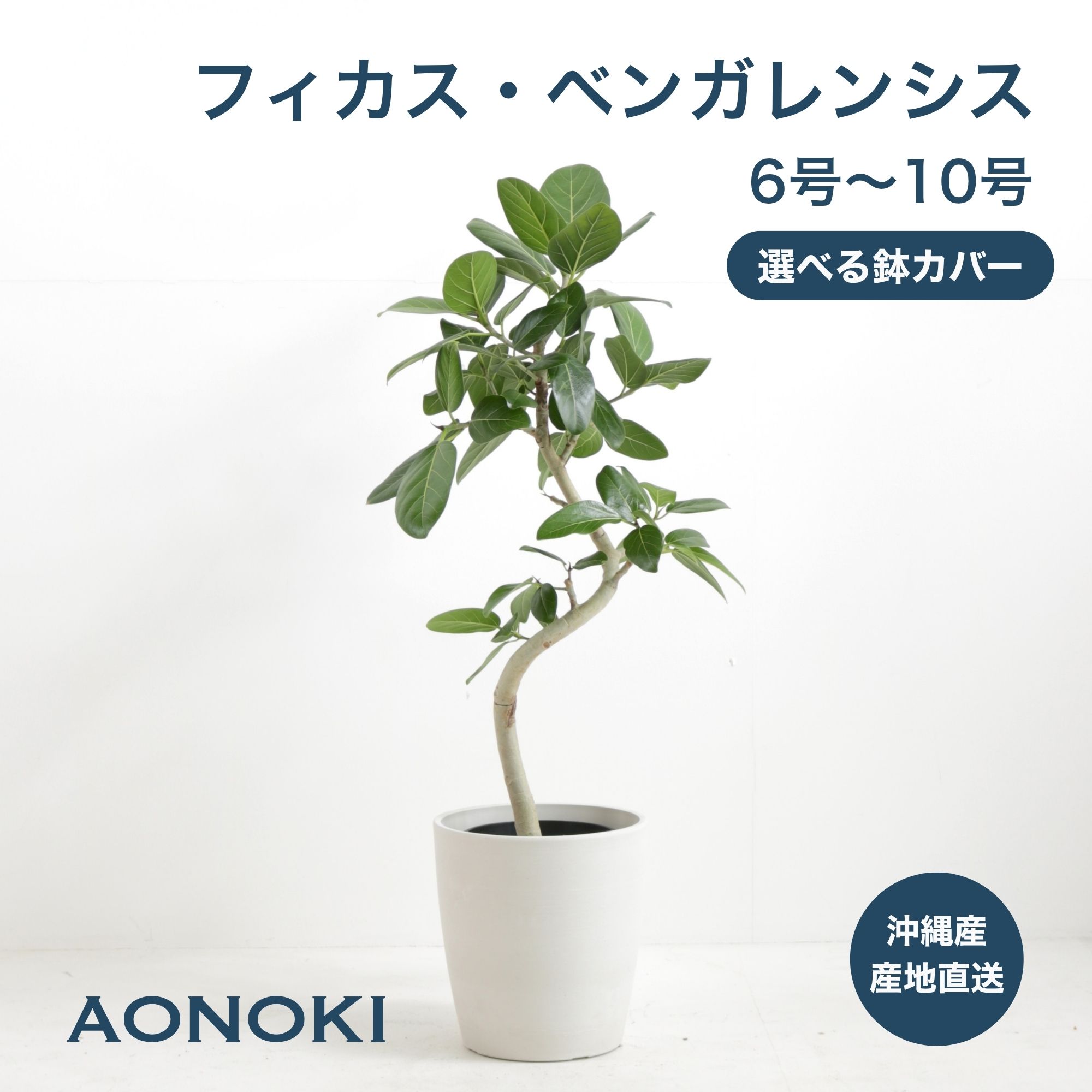 AONOKI ベンガレンシス 曲がり 観葉植物 沖縄産 生産者直送 福樹園 大型 中型 小型 フ