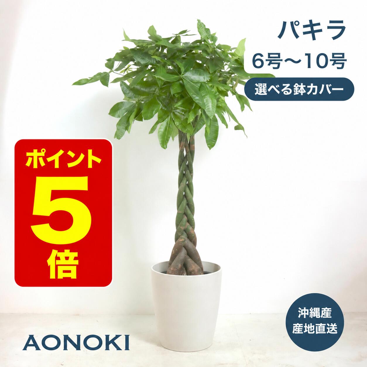 楽天市場】パキラ 編み込みの通販