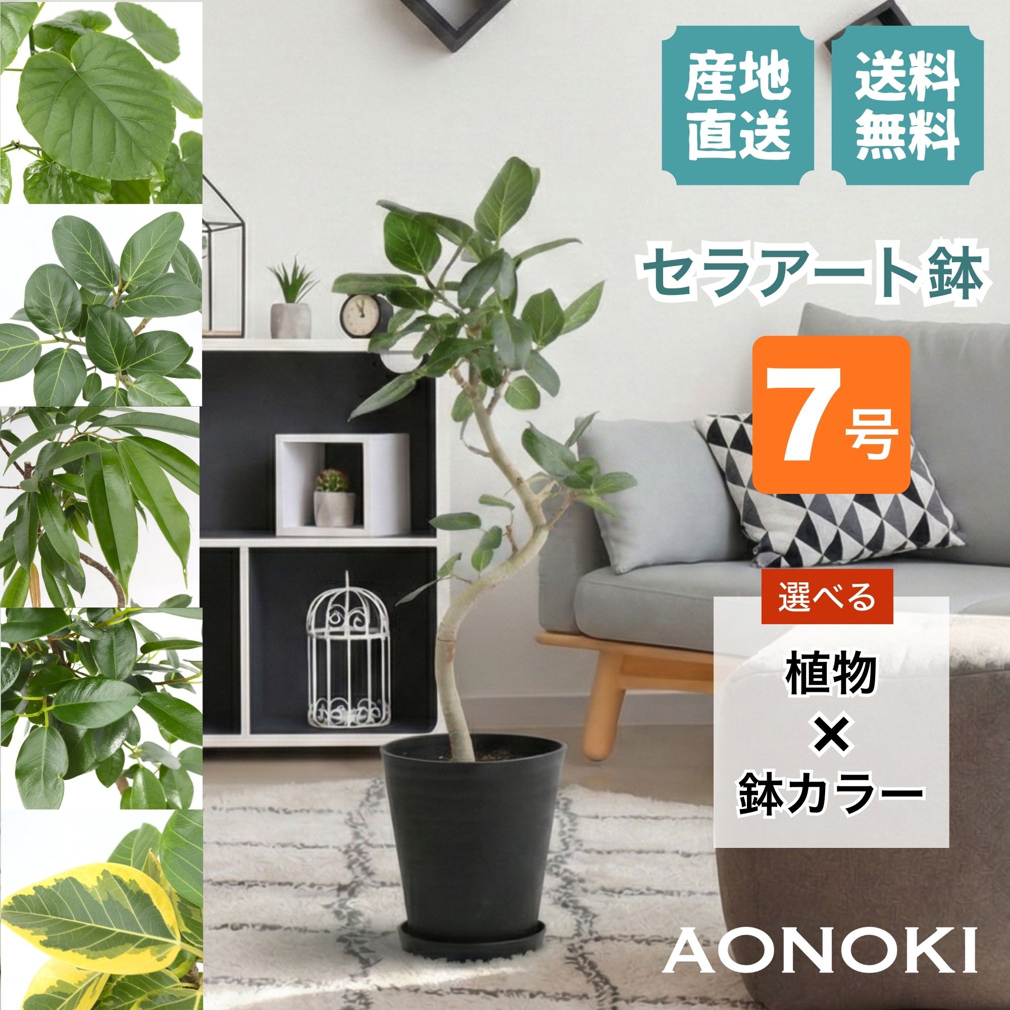 楽天市場】ベンガレンシス 7号の通販