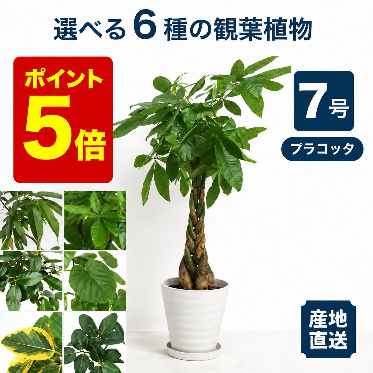 楽天市場】アムステルダム（観葉植物｜花・観葉植物）：花・ガーデン