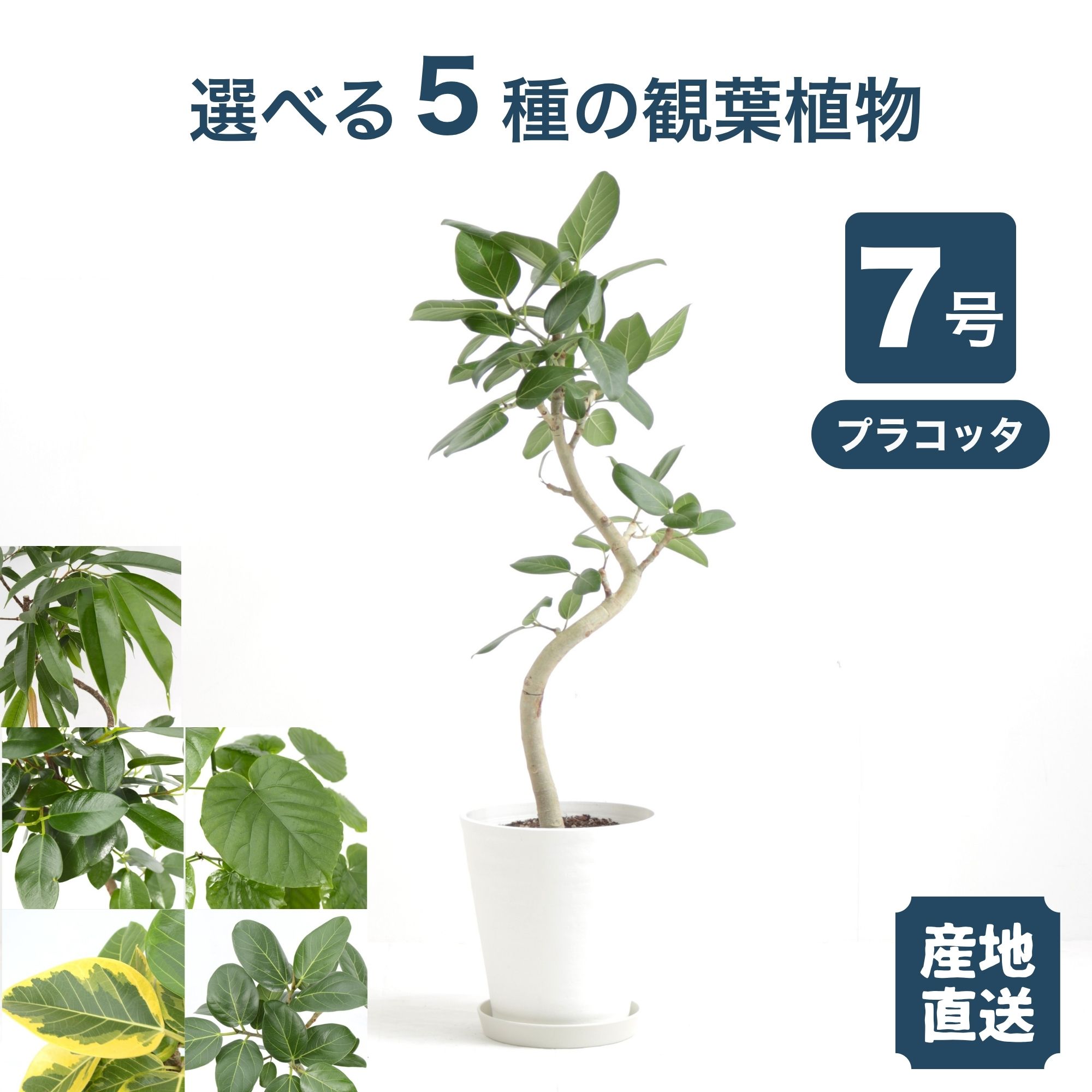 Rakuten - AONOKI 本物 選べる 7号鉢 プラコッタ 曲がり 観葉植物 沖縄産 生産者直送 福樹園 中型 小型 ウンベラータ アルテシマ ベンガレンシス フランスゴム アムステルダム