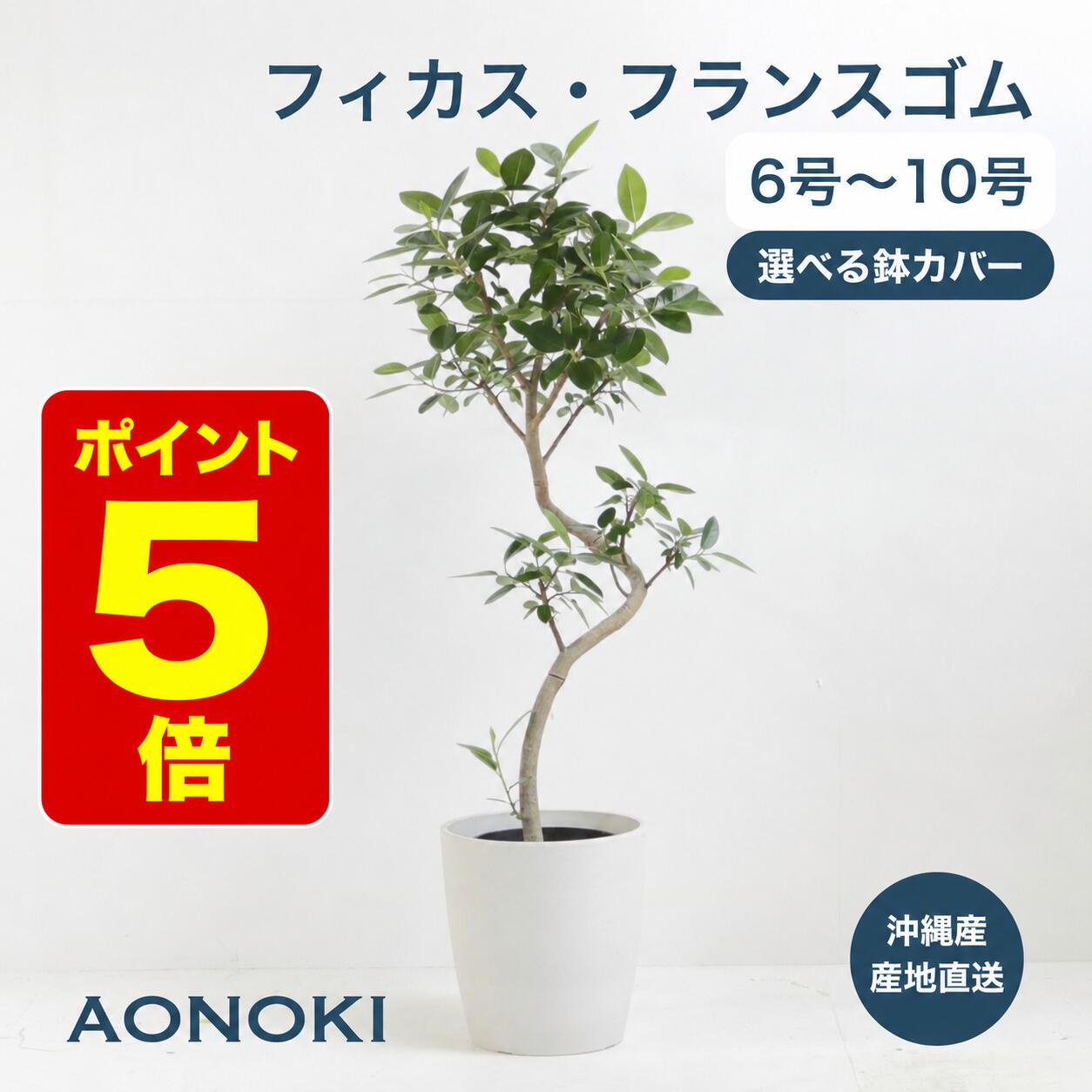楽天市場】観葉植物 大型 フィカスの通販