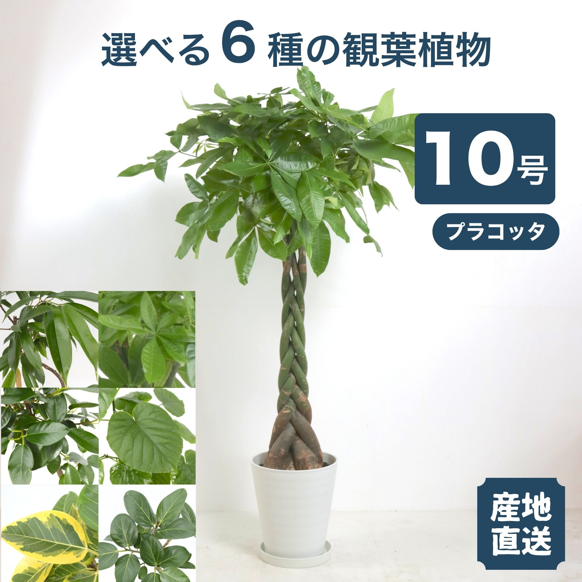 楽天市場】ベンガレンシス 10号の通販
