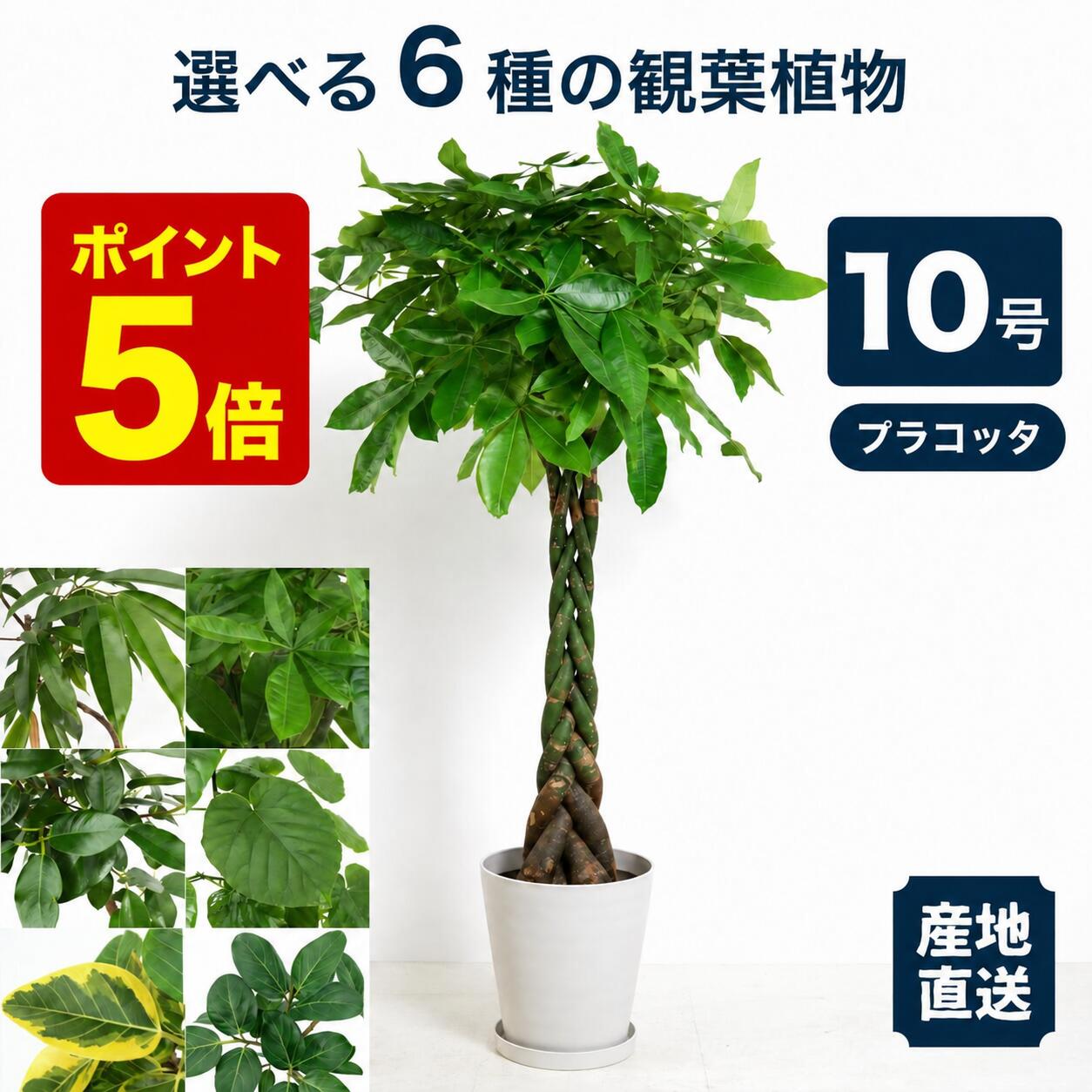 楽天市場】ベンガレンシス 10号の通販