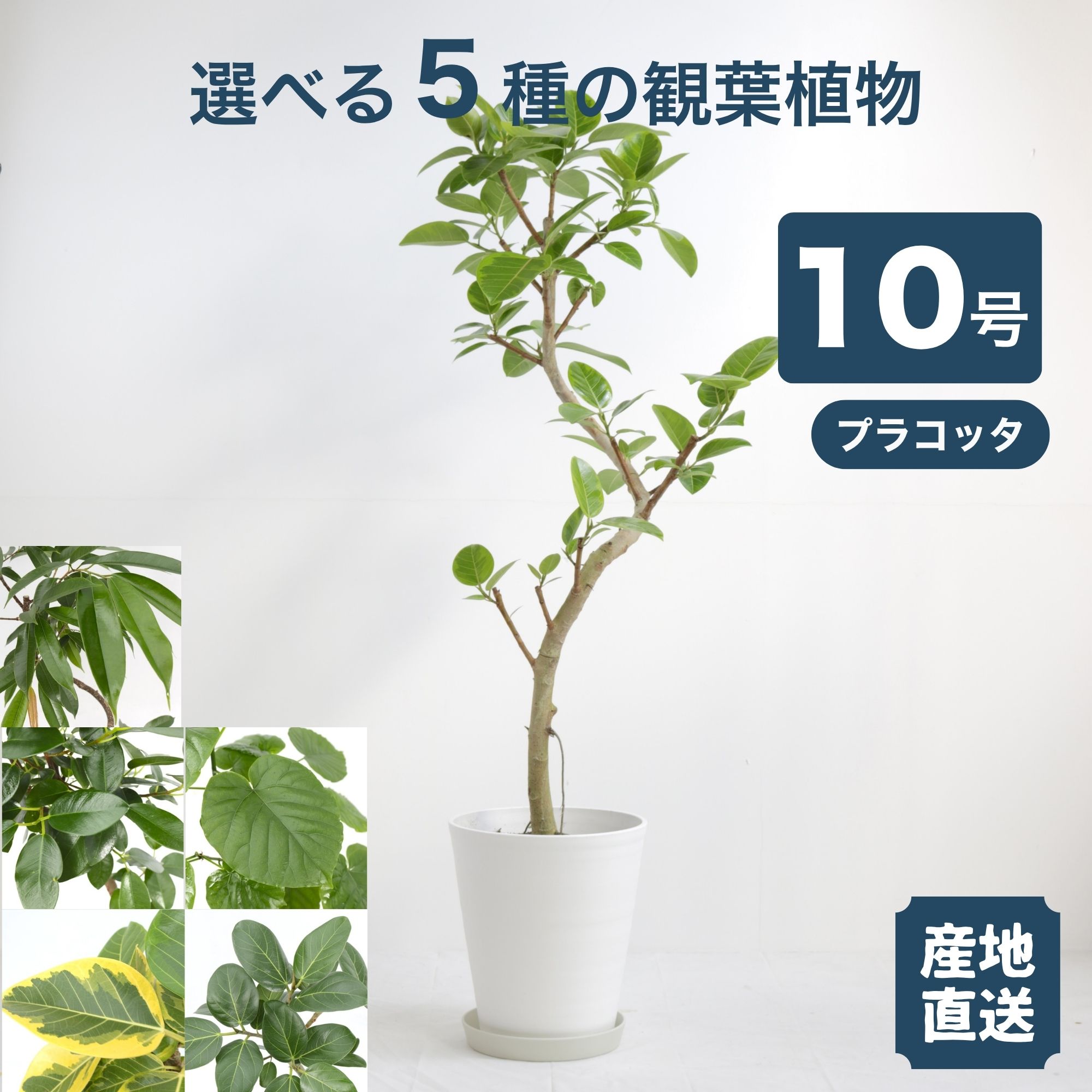 楽天市場】ベンガレンシス 10号の通販