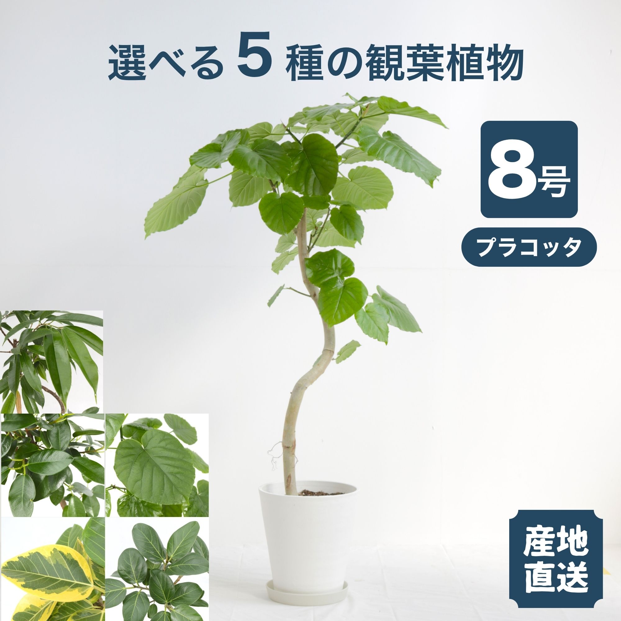 楽天市場】曲がり ウンベラータ 8号の通販