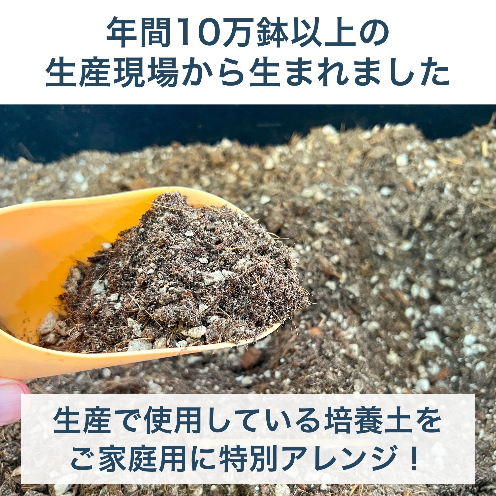 観葉植物の土 AONOKI SOIL 2L 10L 6号 8号 10号 観葉植物 多肉植物 室内用 培養度 土