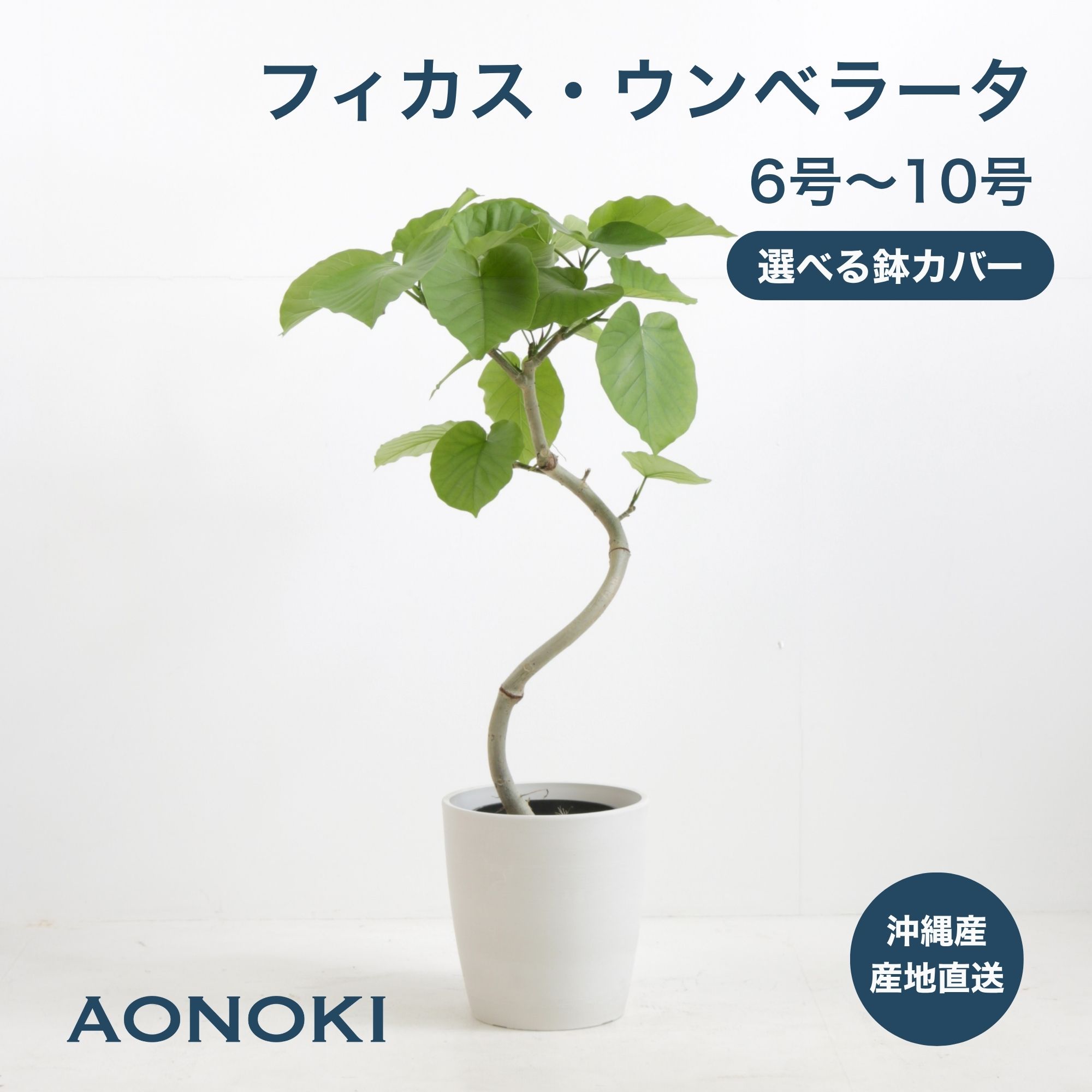 雑誌掲載　フィカス　ウンベラーダ　140cm　観葉植物　8号 観葉植物 フィカス・ウンベラータ（曲げ） / 8寸・約W 65cm×H120～140cm