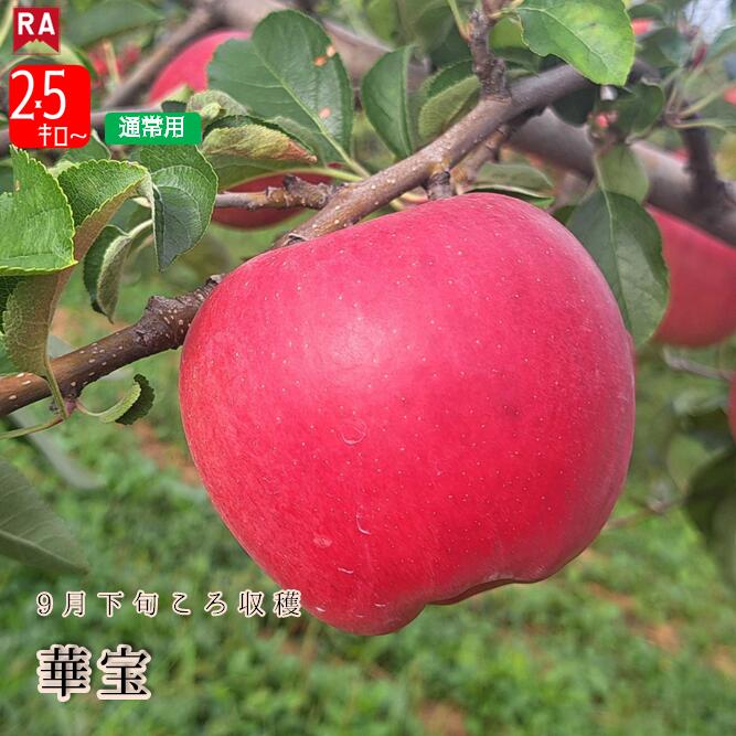 楽天市場】赤宝 桃の通販