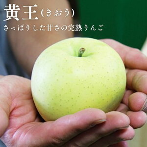 【先行予約 9月上旬発送予定】りんご 青森 きおう 9月上旬 早生りんご 送料無料 産地直送 リンゴ 黄王 早生種 フルーツ 林檎 くだもの 青りんご 黄色りんご 秋