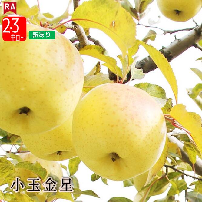 【訳あり】りんご 青森 金星 小玉 晩生種 送料無料 産地直送 リンゴ きんぼし フルーツ 林檎 くだもの 黄色りんご 青りんご 冬 Sサイズ 小粒