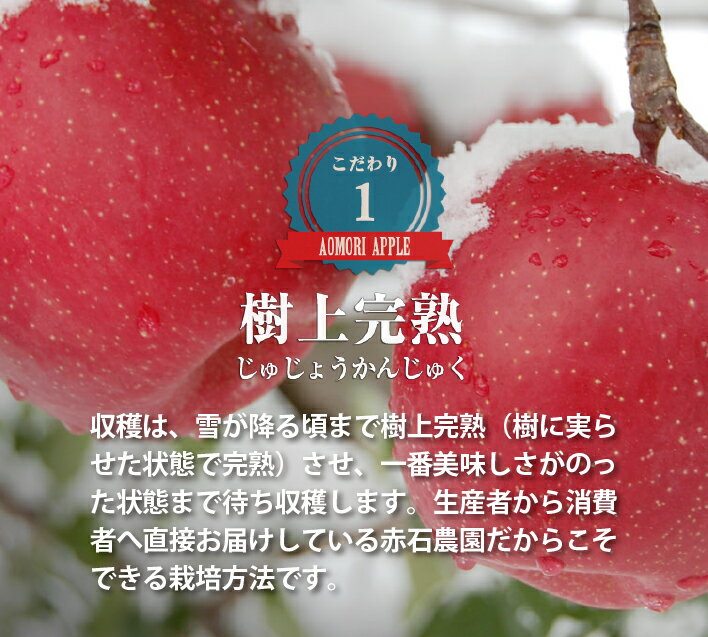 【予約】大正時代創業青森県産 サンジョナゴールド りんご 10kg（24~40個） 送料無料 産地直送 10月25日より出荷開始