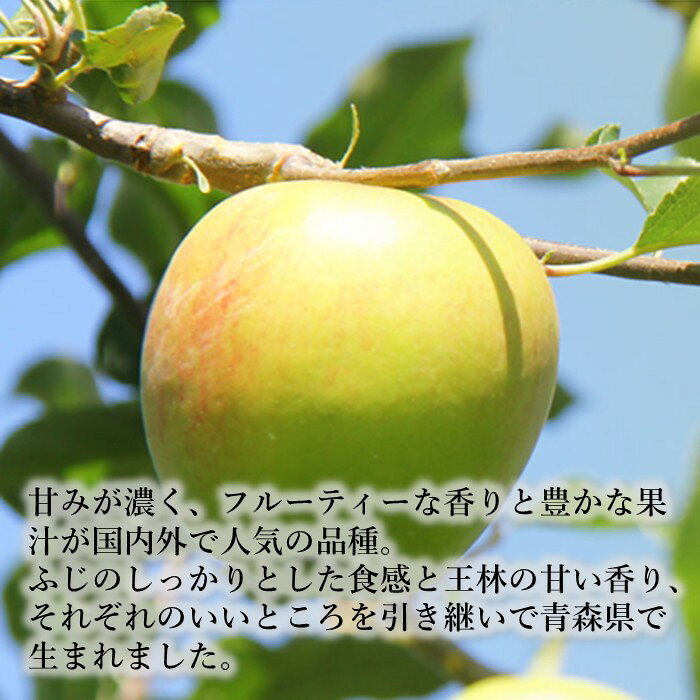 赤石農園の【予約:10月上旬ころ収穫】りんご 青森 トキ 産地直送 リンゴ とき フルーツ 林檎 くだもの 黄色りんご 青りんご 秋｜アングル2