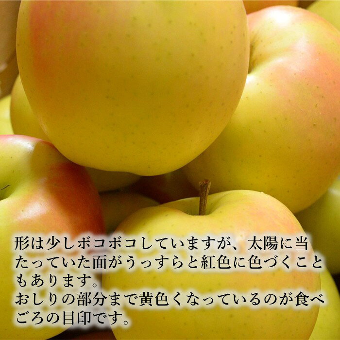 赤石農園の【予約:10月上旬ころ収穫】りんご 青森 トキ 産地直送 リンゴ とき フルーツ 林檎 くだもの 黄色りんご 青りんご 秋｜アングル3