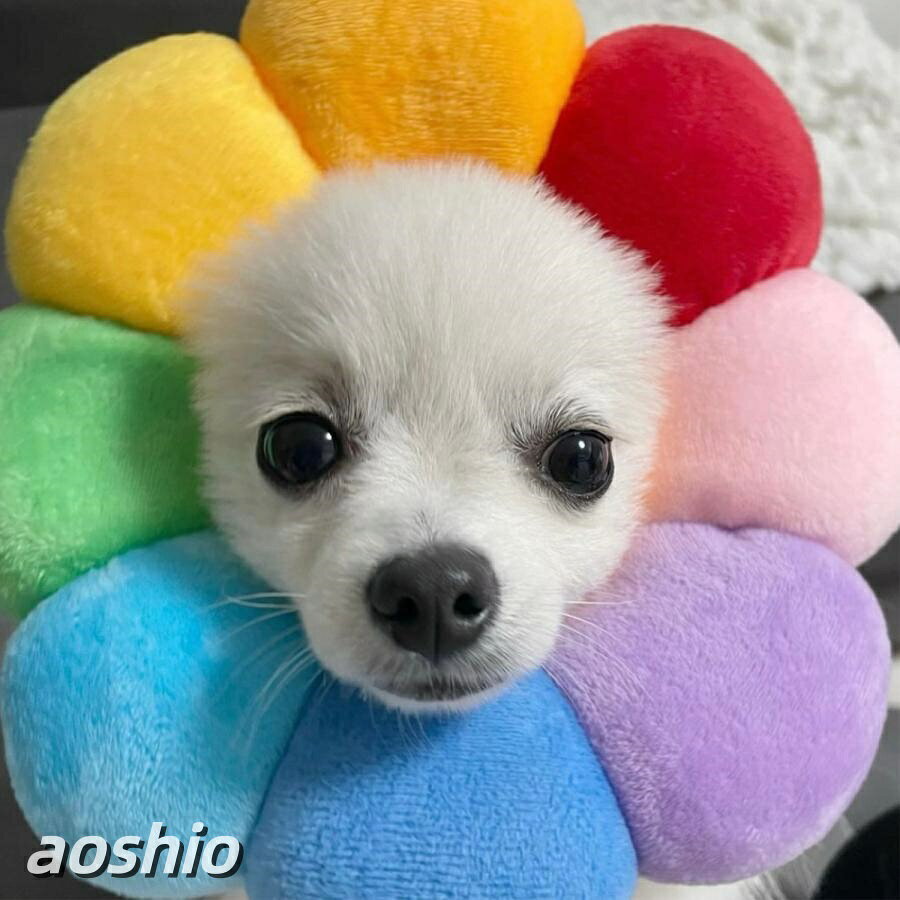 エリザベスカラー 猫 犬 ソフト ペット用品 ポンデリング カラフル 写真エリザベス...