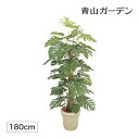 人工観葉植物 造花 業務用 施設 オフィス 店舗 装飾 フェイク グリーン リアル 飾り タカショー / モンステラ 1.8m /大型 (rco)