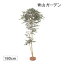 人工植物 造花/サザンカ 鉢無 1.8m /GD-135/フェイクグリーン/ディスプレイ/飾り/梱包サイズ大