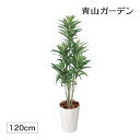 【24h限定!抽選で最大100%ポイント還元】人工観葉植物 造花 業務用 施設 オフィス 店舗 装飾 フェイク グリーン リアル 飾り タカショー / ドラセナ...