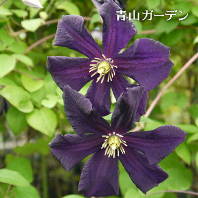 咲き方 と 花色 を見るのがコツ クレマチスの種類別の特徴や見分け方をご紹介 暮らし の 咲き方 と 花色 を見るのがコツ クレマチスの種類別の特徴や見分け方をご紹介 暮らし の