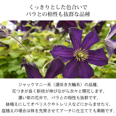 咲き方 と 花色 を見るのがコツ クレマチスの種類別の特徴や見分け方をご紹介 暮らし の 咲き方 と 花色 を見るのがコツ クレマチスの種類別の特徴や見分け方をご紹介 暮らし の