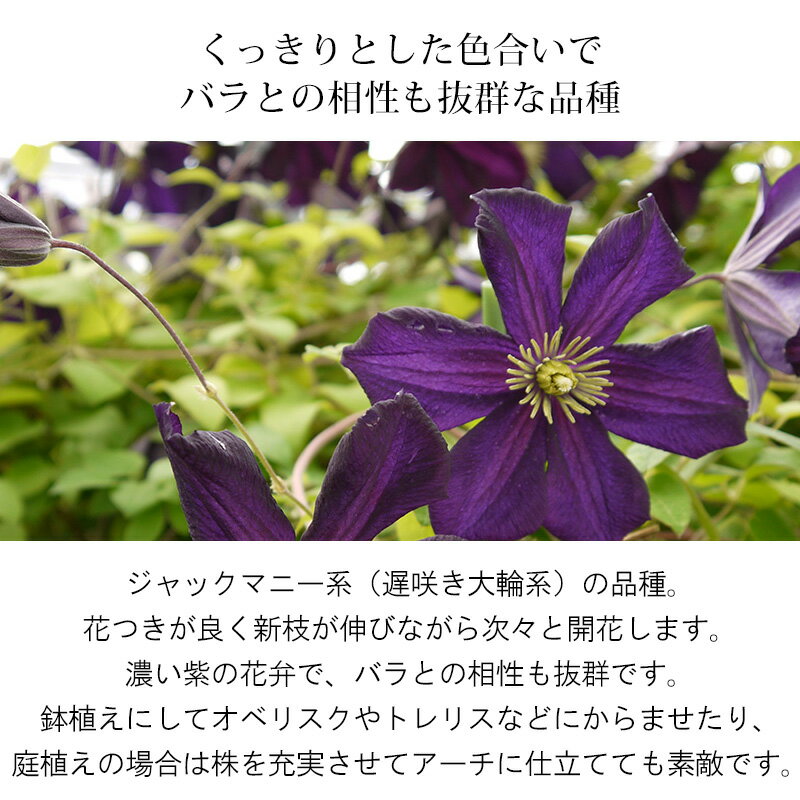 咲き方 と 花色 を見るのがコツ クレマチスの種類別の特徴や見分け方をご紹介 暮らし の
