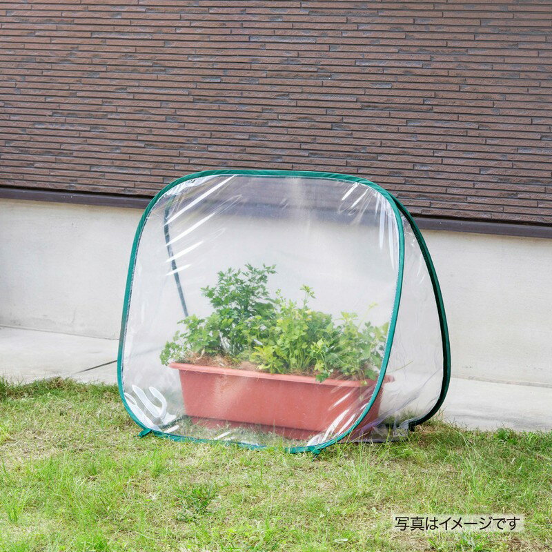 ���� �ӥˡ���ϥ��� ���� ���� �� �ڱ� �������硼 / �ݥåץ��å׼����� /����